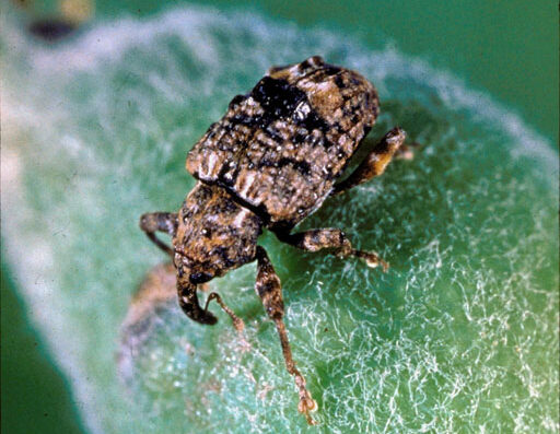 Clemson University – USDA Cooperative Extension Slide Series, Bugwood.org Adult plum curculio close up