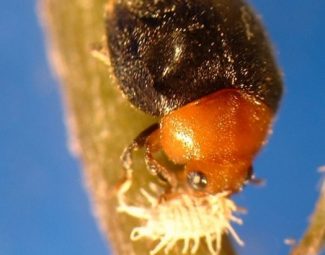 Mealybug destroyer - adult beetle feeding on citrus mealybug