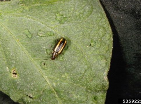 Frank Peairs, Colorado State University, Bugwood.org Adult pale-striped flea beetle (Systena blanda) on a dry bean leaf.