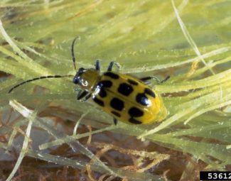Adult southern corn rootworm (a.k.a. spotted cucumber beetle)