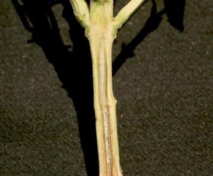 Howard F. Schwartz, Colorado State University, Bugwood.org Stem of a bean plant cut away to show infection of the vascular system by fusarium wilt.