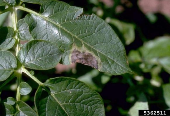 Howard F. Schwartz, Colorado State University, Bugwood.org Late blight (Phytophthora infestans) infection of a potato leaflet.