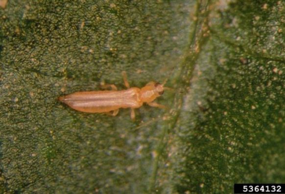 Frank Peairs, Colorado State University, Bugwood.org Adult western flower thrips (Frankliniella occidentalis).