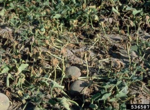 Howard F. Schwartz, Colorado State University, Bugwood.org A field of melons showing fusarium wilt infection caused by Fusarium oxysporum.
