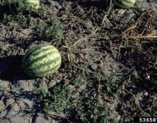 Howard F. Schwartz, Colorado State University, Bugwood.org Melon plants showing fusarium wilt infection caused by Fusarium oxysporum