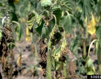 Howard F. Schwartz, Colorado State University, Bugwood.org Sunflower plants showing symptoms of Verticillium wilt infection caused by Verticillium dahliae in the field.