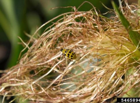Adult spotted cucumber beetle
