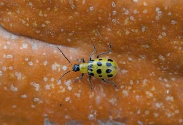 Jim Jasinski, Ohio State University Extension, Bugwood.org Spotted cucumber beetle on pumpkin.