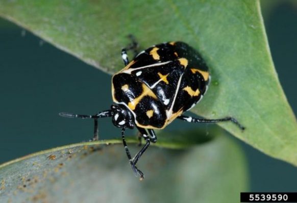 Joseph Berger, Bugwood.org Adult harlequin bug close up