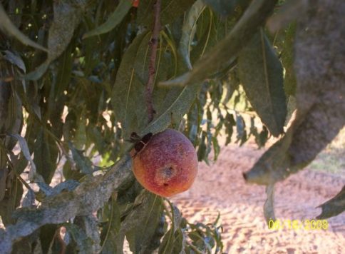 Adult leaf-footed bug on peach