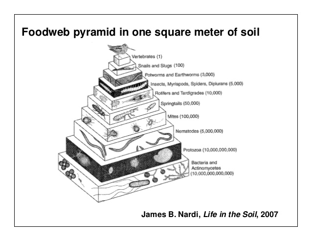 Soil Foodweb pyramid
