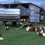 Polyface Chicken Tractor Salatin's Order vs Wildness