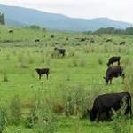 Cattle Grazing On Polyface Farms Salatin's Order vs Wildness