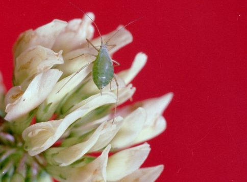 Clemson University - USDA Cooperative Extension Slide Series, Bugwood.org adult pea aphid