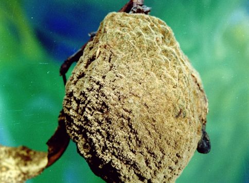 brown rot symptoms on peach tree