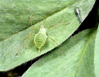 Clemson University - USDA Cooperative Extension Slide Series, Bugwood.org adult pea aphid