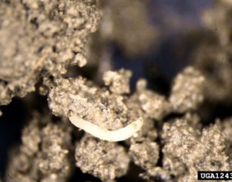 Whitney Cranshaw, Colorado State University, Bugwood.org Crucifer flea beetle larva on crucifer roots