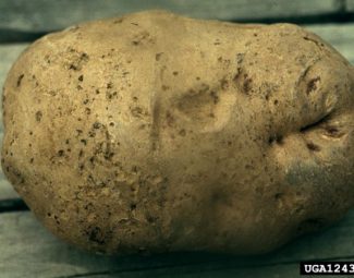 Whitney Cranshaw, Colorado State University, Bugwood.org External symptoms of larval injury to potato caused by tuber flea beetles