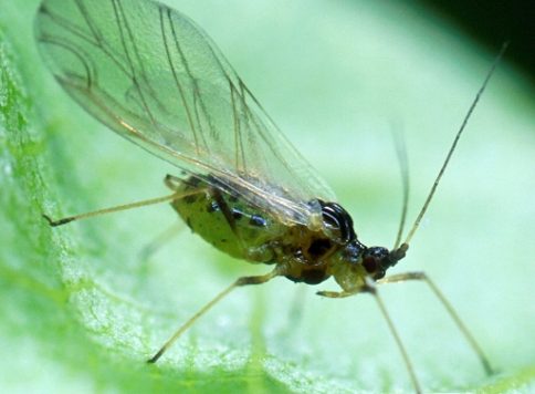 Scott Bauer, USDA Agricultural Research Service, Bugwood.org An alate (winged) green peach aphid, an important vector of plum pox virus.