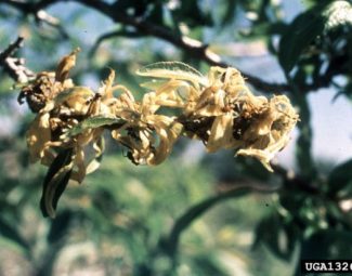 Whitney Cranshaw, Colorado State University, Bugwood.org Green peach aphid causes leaf curling on winter host, Peach.