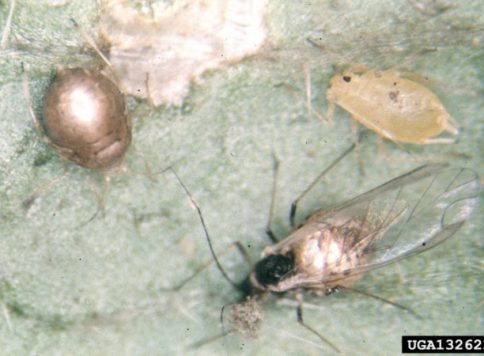 Whitney Cranshaw, Colorado State University, Bugwood.org Green peach aphid winged and wingless form "mummies" attacked by parasitoid.