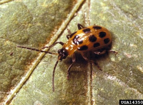 adult spotted cucumber beetle
