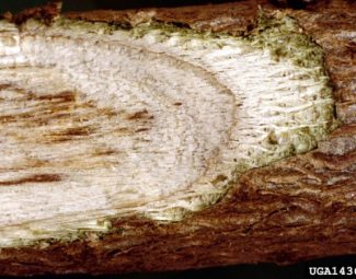 Clemson University - USDA Cooperative Extension Slide Series, Bugwood.org Verticilliium wilt damage to cotton stem
