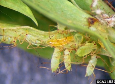 Whitney Cranshaw, Colorado State University, Bugwood.org Aphid predatory midge in pea aphid colony