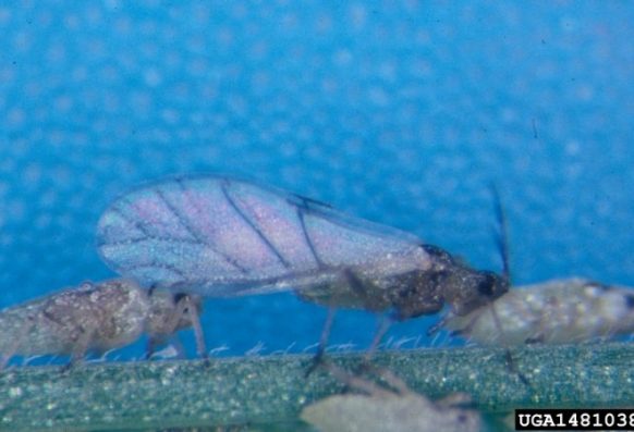 Frank Peairs, Colorado State University, Bugwood.org alate adult, Russian Wheat Aphid
