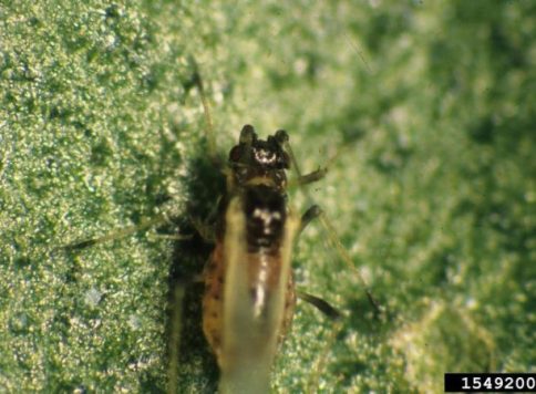 Jim Baker, North Carolina State University, Bugwood.org adult green peach aphid