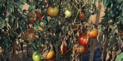 Gerald Holmes, California Polytechnic State University at San Luis Obispo, Bugwood.org Diseased tomato plants and fruit caused by early blight