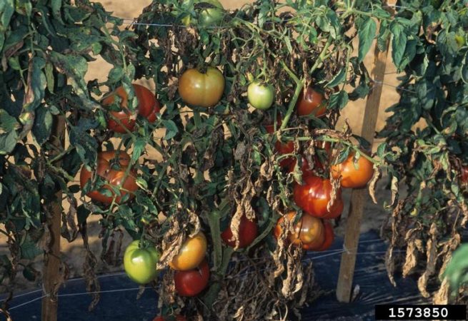 Gerald Holmes, California Polytechnic State University at San Luis Obispo, Bugwood.org Diseased tomato plants and fruit caused by early blight