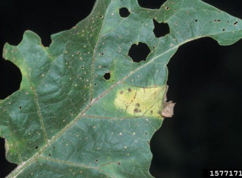 Gerald Holmes, California Polytechnic State University at San Luis Obispo, Bugwood.org Eggplant foliar symptoms of Verticillium wilt.