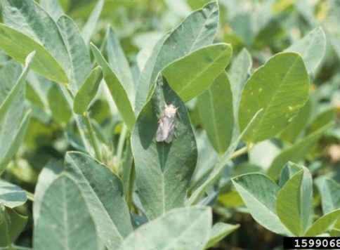 John C. French Sr., Retired, Universities:Auburn, GA, Clemson and U of MO, Bugwood.org adult beet armyworm on peanut plant