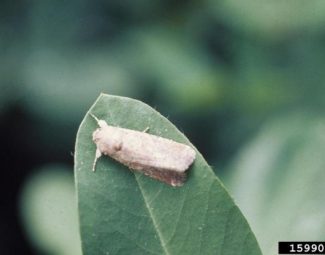 John C. French Sr., Retired, Universities:Auburn, GA, Clemson and U of MO, Bugwood.org adult beet armyworm on peanut plant
