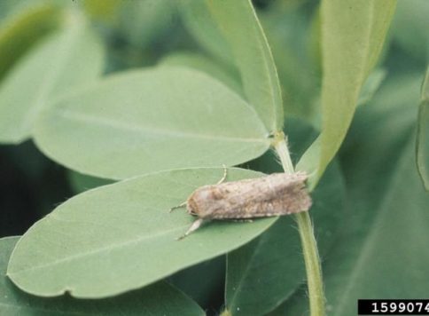 John C. French Sr., Retired, Universities:Auburn, GA, Clemson and U of MO, Bugwood.org adult fall armyworm on peanut plant