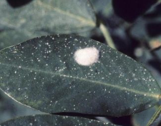 John C. French Sr., Retired, Universities:Auburn, GA, Clemson and U of MO, Bugwood.org beet armyworm eggs