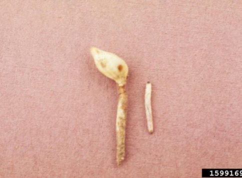 peg damaged  and a spotted cucumber beetle larva