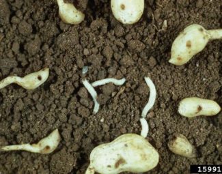 Spotted cucumber beetle larvae and damaged peanut pods