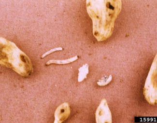 Spotted cucumber beetle larvae (right), pupa (left), and damaged peanut pods