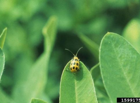 adult spotted cucumber beetle on peanut plant