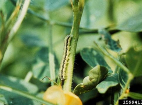 John C. French Sr., Retired, Universities:Auburn, GA, Clemson and U of MO, Bugwood.org beet armyworm larva on peanut plant
