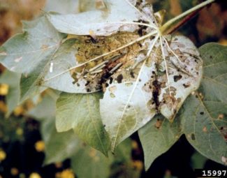 John C. French Sr., Retired, Universities:Auburn, GA, Clemson and U of MO, Bugwood.org Several early instar beet armyworm larvae feeding in the under side of a cotton leaf.