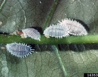 infestation of the citrus mealybug