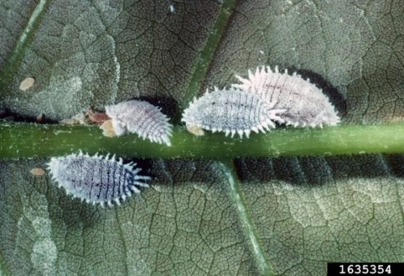 J.A. Davidson, Univ. Md, College Pk, Bugwood.org infestation of the citrus mealybug
