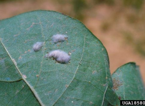 Ronald Smith, Auburn University, Bugwood.org beet armyworm egg mass on cotton plant
