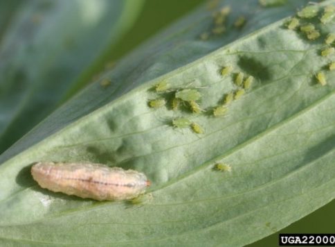 Whitney Cranshaw, Colorado State University, Bugwood.org Small colony of pea aphid in mixed stages. Syrphid fly larvae also present (Family Syrphidae)