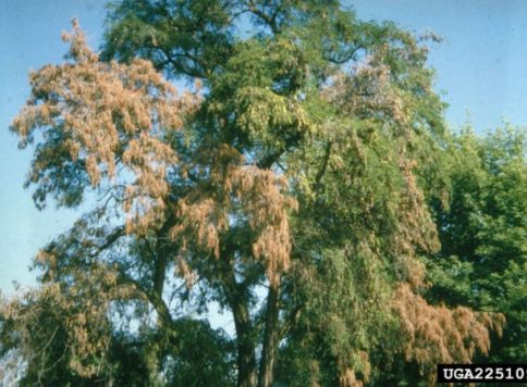 USDA Forest Service, Northern and Intermountain Region , USDA Forest Service, Bugwood.org crown with Verticillium wilt symptoms