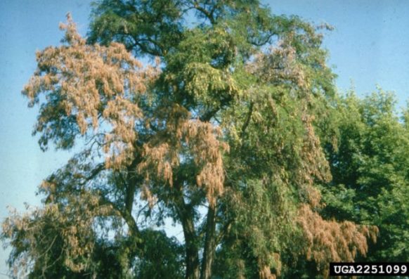 USDA Forest Service, Northern and Intermountain Region , USDA Forest Service, Bugwood.org crown with Verticillium wilt symptoms
