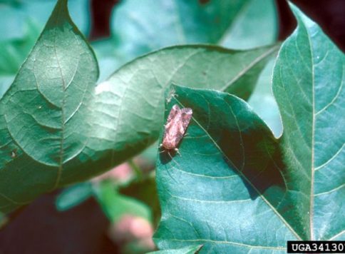 David Jones, University of Georgia, Bugwood.org adult fall armyworm on cotton plant